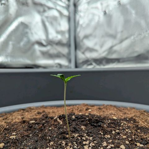 Super Lemon Haze Auto #1 growlog timeline photo