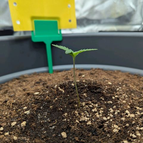 Super Lemon Haze Auto #1 growlog timeline photo