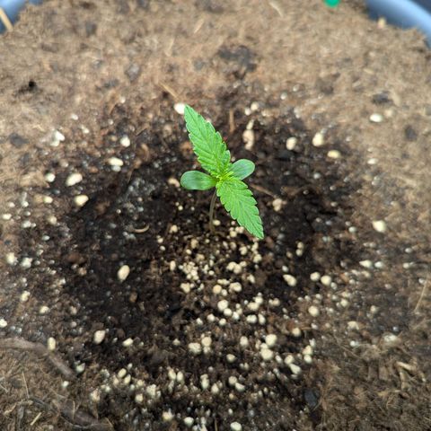 Super Lemon Haze Auto #1 growlog timeline photo