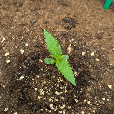 Super Lemon Haze Auto #1 growlog timeline photo