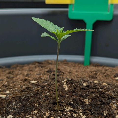 Super Lemon Haze Auto #1 growlog timeline photo