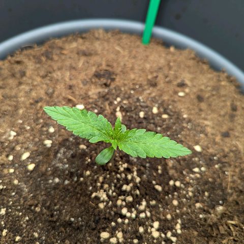 Super Lemon Haze Auto #1 growlog timeline photo
