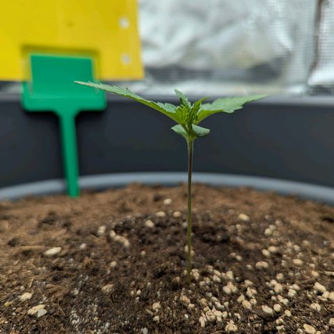 Super Lemon Haze Auto #1 growlog timeline photo