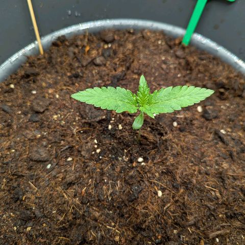 Super Lemon Haze Auto #1 growlog timeline photo