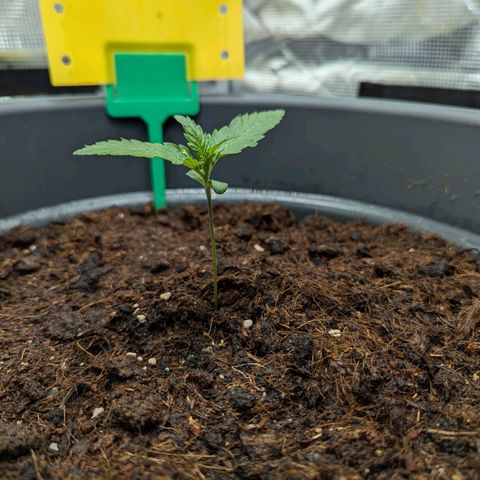 Super Lemon Haze Auto #1 growlog timeline photo