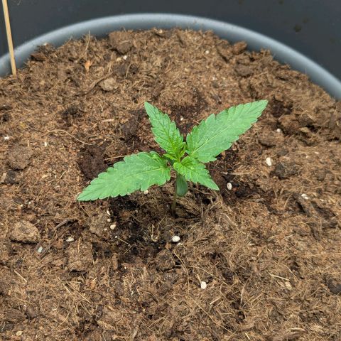 Super Lemon Haze Auto #1 growlog timeline photo