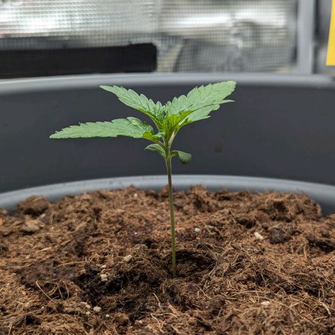 Super Lemon Haze Auto #1 growlog timeline photo