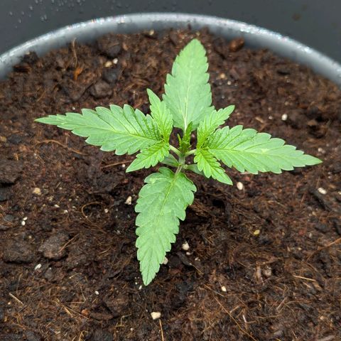 Super Lemon Haze Auto #1 growlog timeline photo