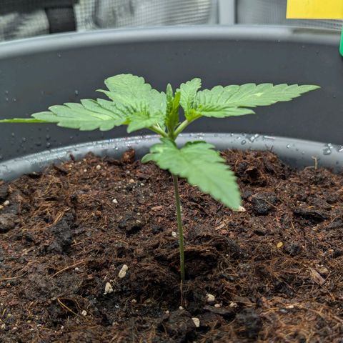 Super Lemon Haze Auto #1 growlog timeline photo