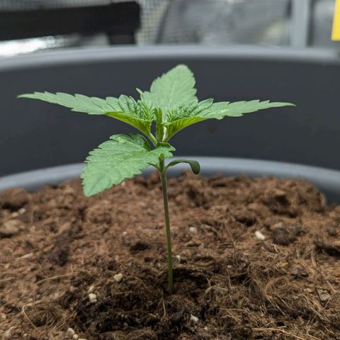Super Lemon Haze Auto #1 growlog timeline photo
