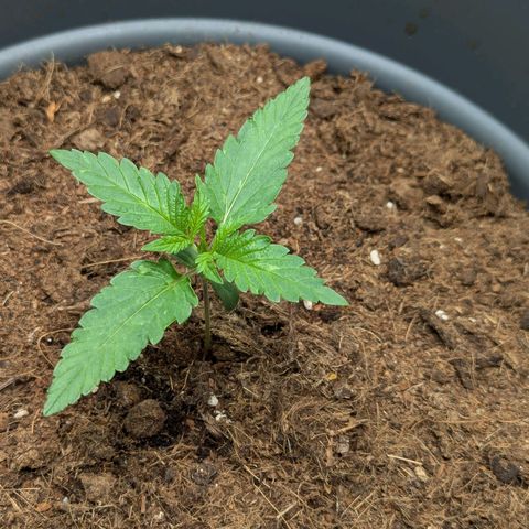 Super Lemon Haze Auto #1 growlog timeline photo
