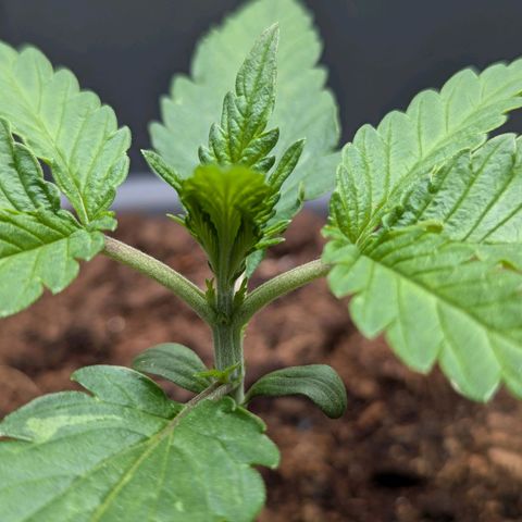 Super Lemon Haze Auto #1 growlog timeline photo