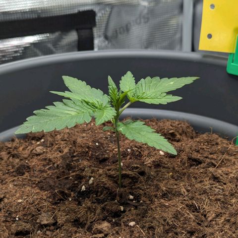 Super Lemon Haze Auto #1 growlog timeline photo