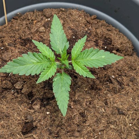 Super Lemon Haze Auto #1 growlog timeline photo