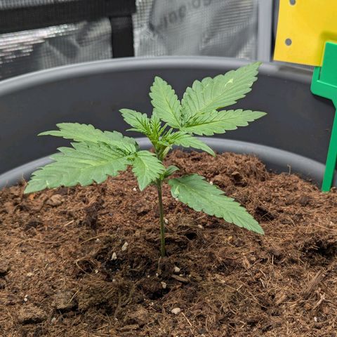 Super Lemon Haze Auto #1 growlog timeline photo