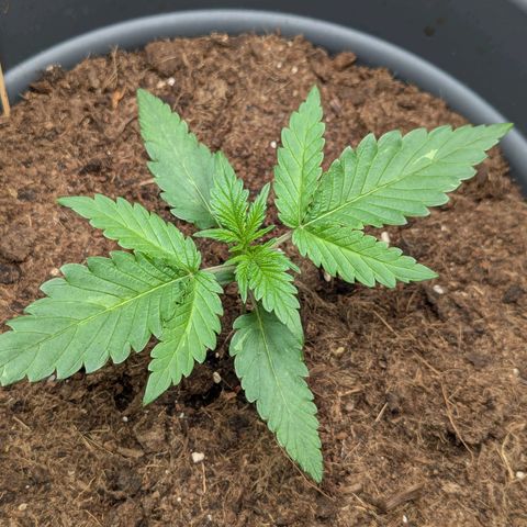 Super Lemon Haze Auto #1 growlog timeline photo