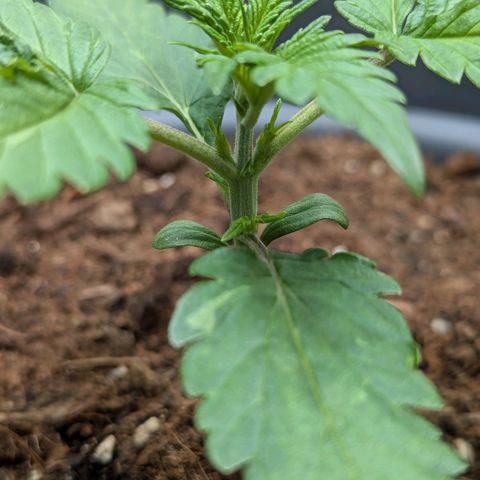 Super Lemon Haze Auto #1 growlog timeline photo