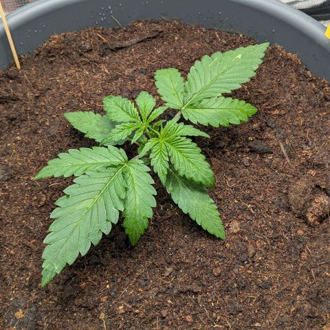 Super Lemon Haze Auto #1 growlog timeline photo