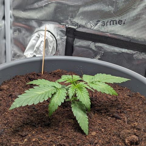 Super Lemon Haze Auto #1 growlog timeline photo