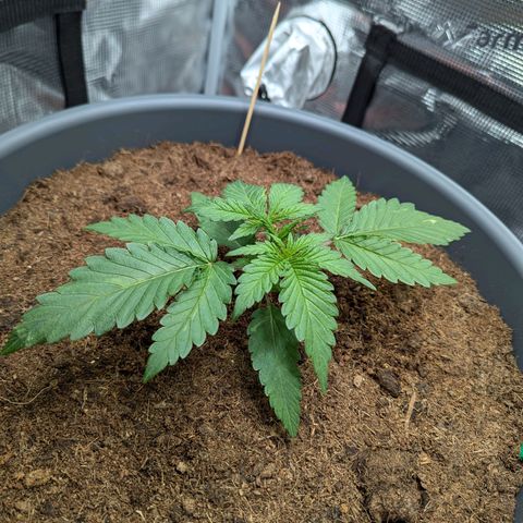 Super Lemon Haze Auto #1 growlog photo: Topping Vorher / Nachher