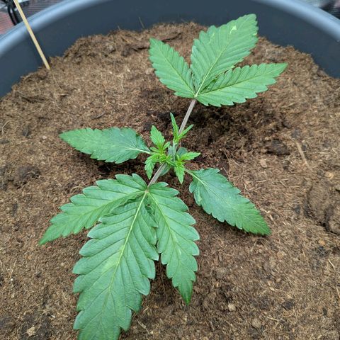 Super Lemon Haze Auto #1 growlog photo: Topping Vorher / Nachher