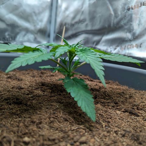 Super Lemon Haze Auto #1 growlog photo: Topping Vorher / Nachher