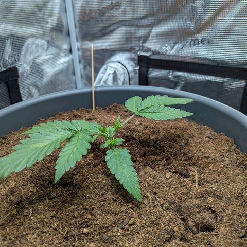 Super Lemon Haze Auto #1 growlog photo: Topping Vorher / Nachher