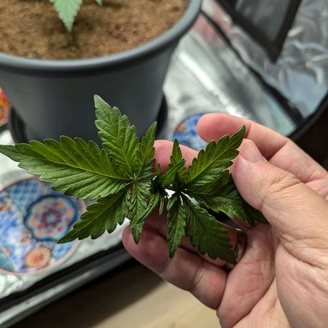 Super Lemon Haze Auto #1 growlog photo: Topping Vorher / Nachher