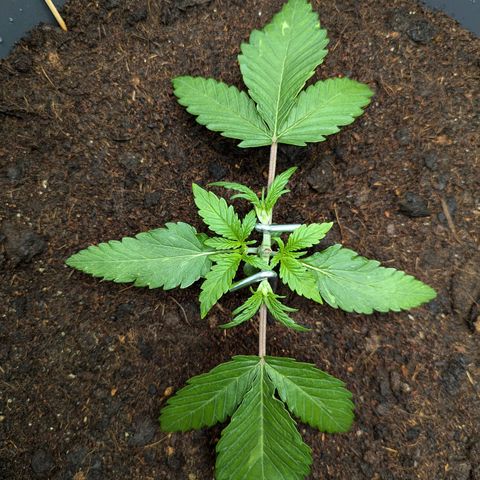 Super Lemon Haze Auto #1 growlog timeline photo