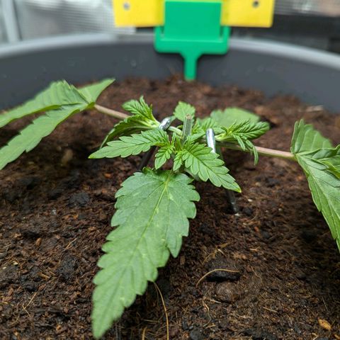 Super Lemon Haze Auto #1 growlog timeline photo