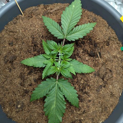 Super Lemon Haze Auto #1 growlog timeline photo