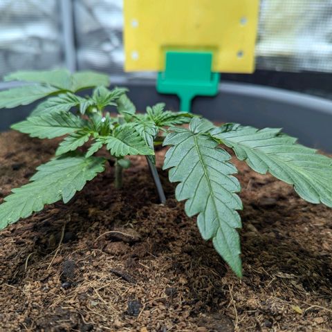 Super Lemon Haze Auto #1 growlog timeline photo