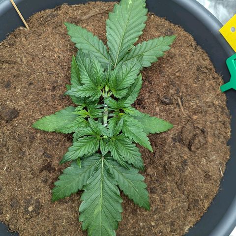 Super Lemon Haze Auto #1 growlog timeline photo