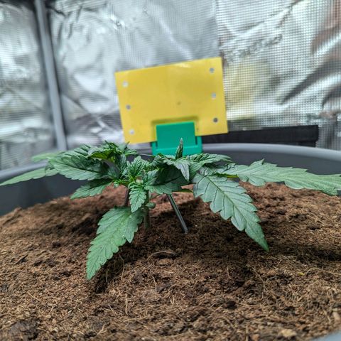 Super Lemon Haze Auto #1 growlog timeline photo
