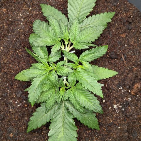 Super Lemon Haze Auto #1 growlog timeline photo