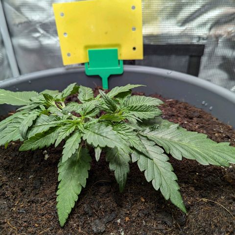 Super Lemon Haze Auto #1 growlog timeline photo