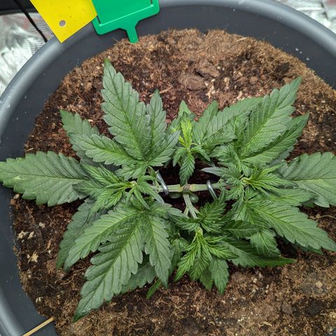 Super Lemon Haze Auto #1 growlog timeline photo