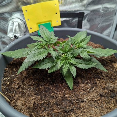 Super Lemon Haze Auto #1 growlog timeline photo
