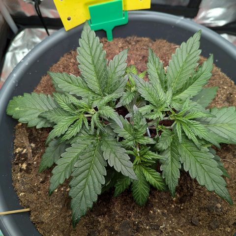 Super Lemon Haze Auto #1 growlog timeline photo