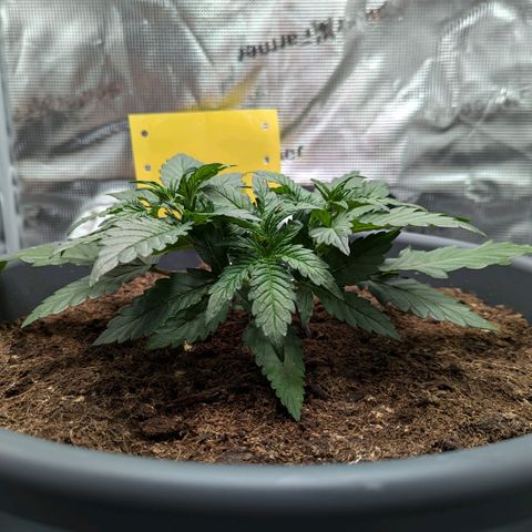 Super Lemon Haze Auto #1 growlog timeline photo