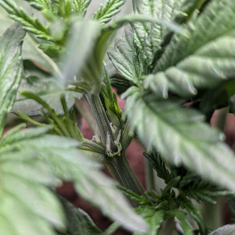 Super Lemon Haze Auto #1 growlog timeline photo