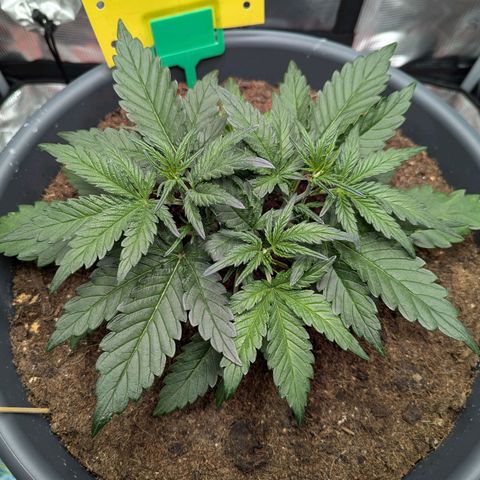 Super Lemon Haze Auto #1 growlog timeline photo