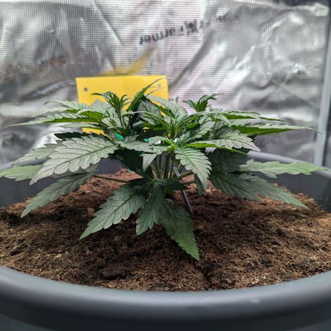 Super Lemon Haze Auto #1 growlog timeline photo