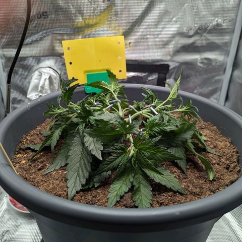 Super Lemon Haze Auto #1 growlog timeline photo