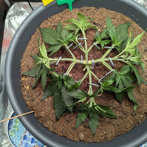 Super Lemon Haze Auto #1 growlog timeline photo