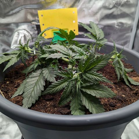 Super Lemon Haze Auto #1 growlog timeline photo