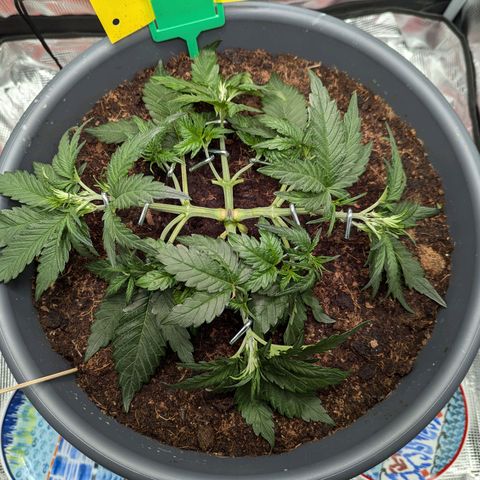 Super Lemon Haze Auto #1 growlog timeline photo