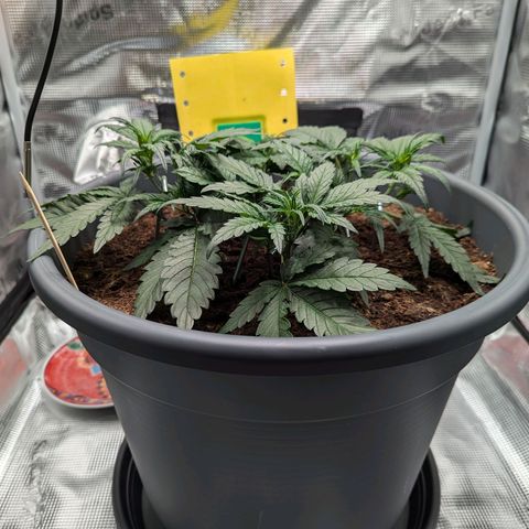 Super Lemon Haze Auto #1 growlog timeline photo