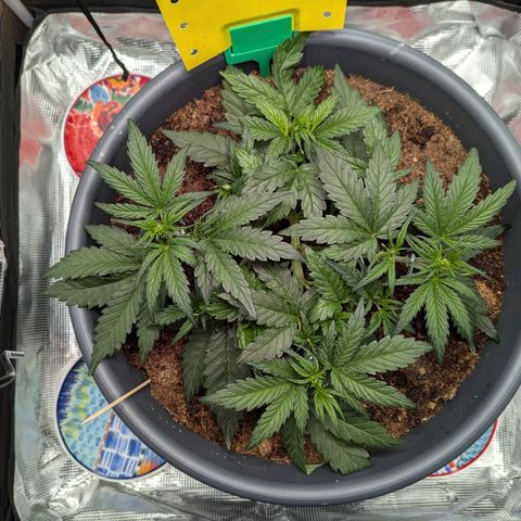 Super Lemon Haze Auto #1 growlog timeline photo