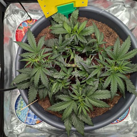 Super Lemon Haze Auto #1 growlog timeline photo